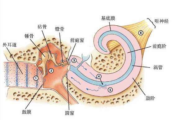 助听器知识