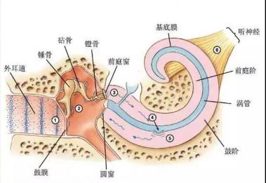 听力损失高频比低频严重，为何听不清女声？