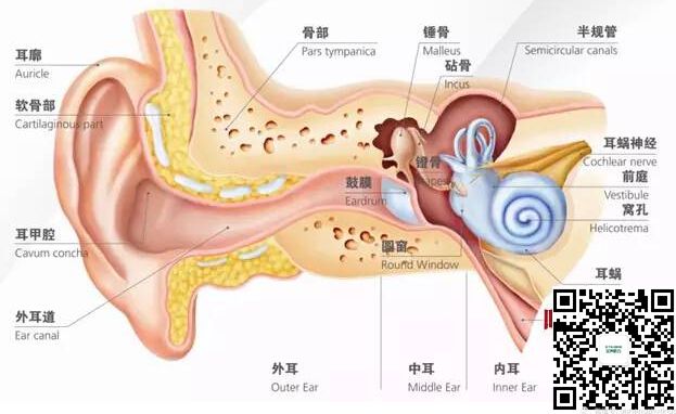 耳蜗死区影响助听器选配