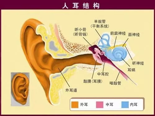 人耳结构